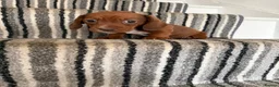 Dachshund dogs for sale: 🐾 Gorgeous Mini Dachshund Puppies 1 Boy & 1 Girl  - Advert 11