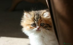Persian cats for sale: Fluffy Persian Exotic kittens - Image 15