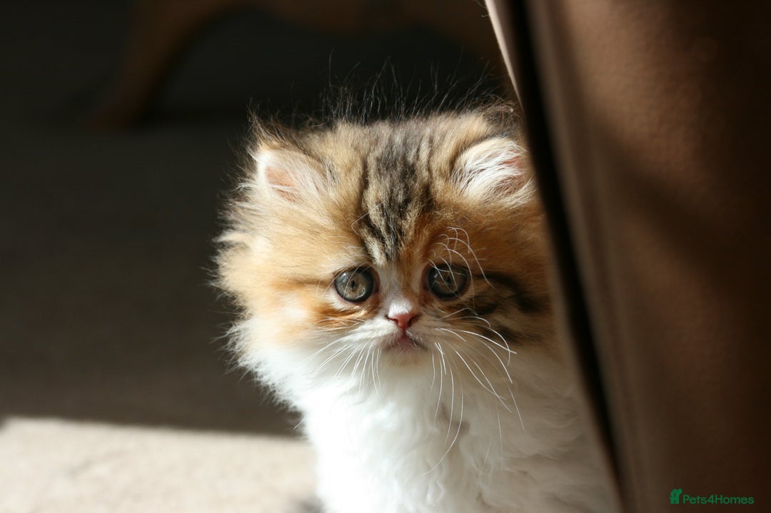 Persian cats for sale: Fluffy Persian Exotic kittens - Image 15