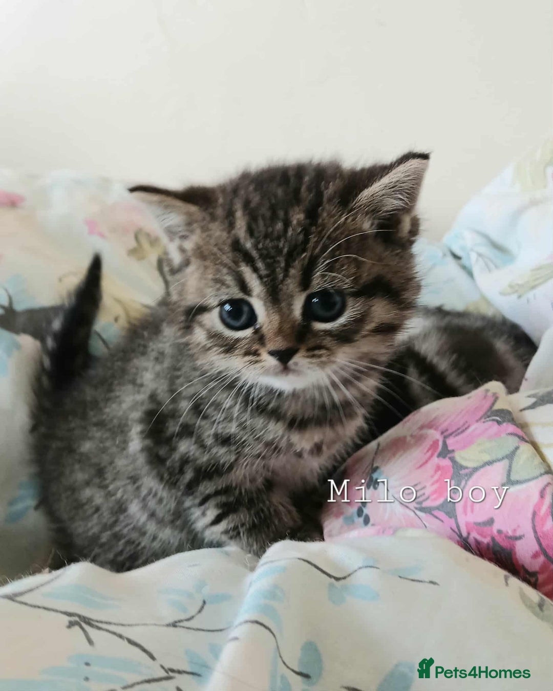 Mixed Breed cats for sale: Bsh and Scottish straight mix - Image 7