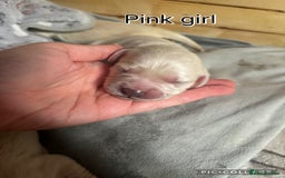 Golden Retriever dogs for sale: Gorgeous Golden Retriever puppies  - Image 6