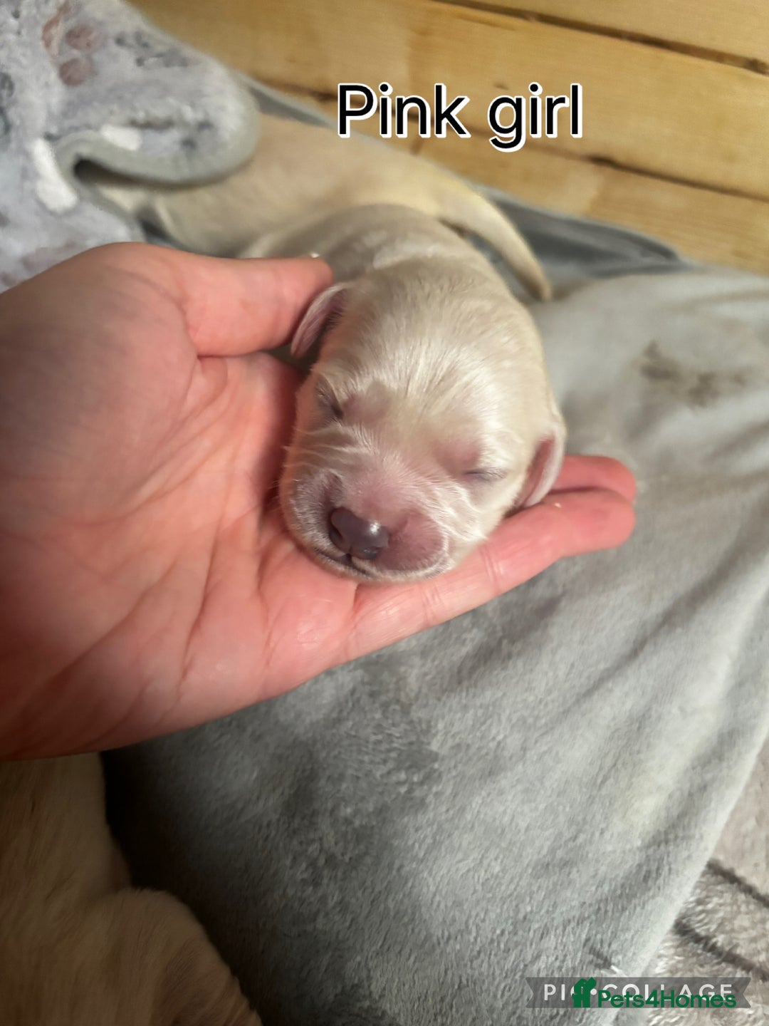 Golden Retriever dogs for sale: Gorgeous Golden Retriever puppies  - Image 6