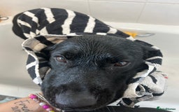 Labrador Retriever dogs for sale: Labrador  - Advert 1