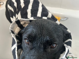 Labrador Retriever dogs Labrador - Advert 1