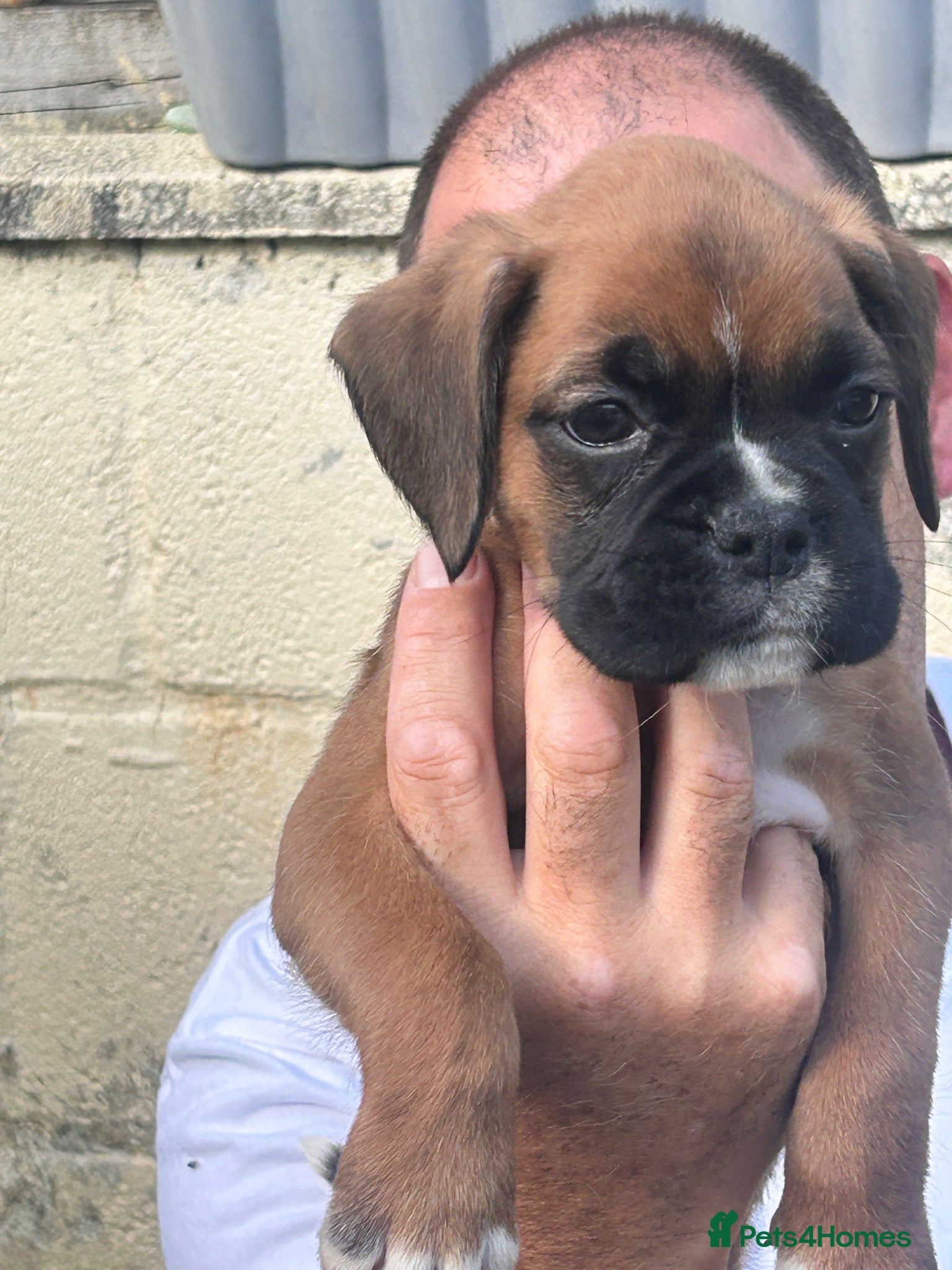 Boxer dogs Beautiful long and Bob tail kc reg puppies  - Advert 2