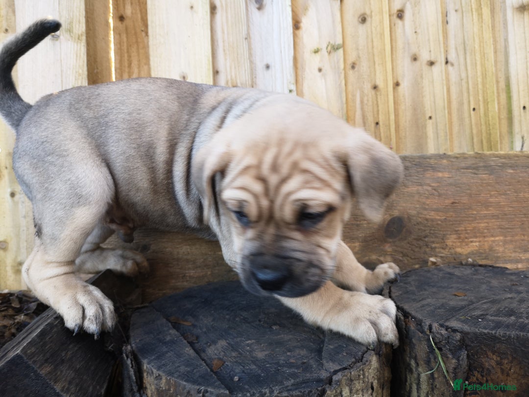 Mixed Breed dogs for sale: Olde english bulldogge x cane corso puppies  - Advert 7