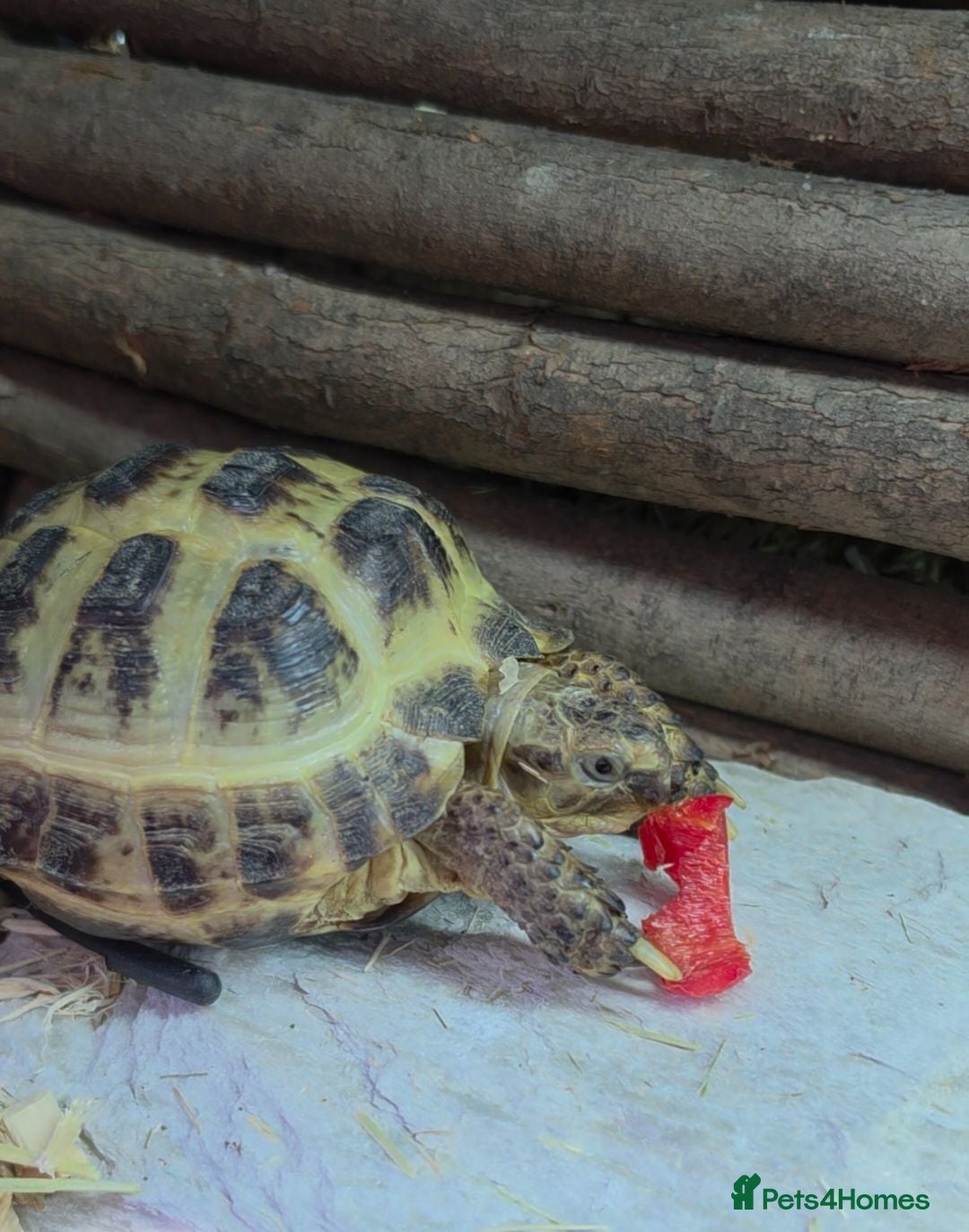 Tortoise reptiles Baby Hermann Tortoise with complete setup - Advert 1