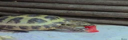 Tortoise reptiles for sale: Baby Hermann Tortoise with complete setup - Advert 1