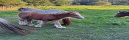 Miniature horses for sale: mini cob boys - Advert 4