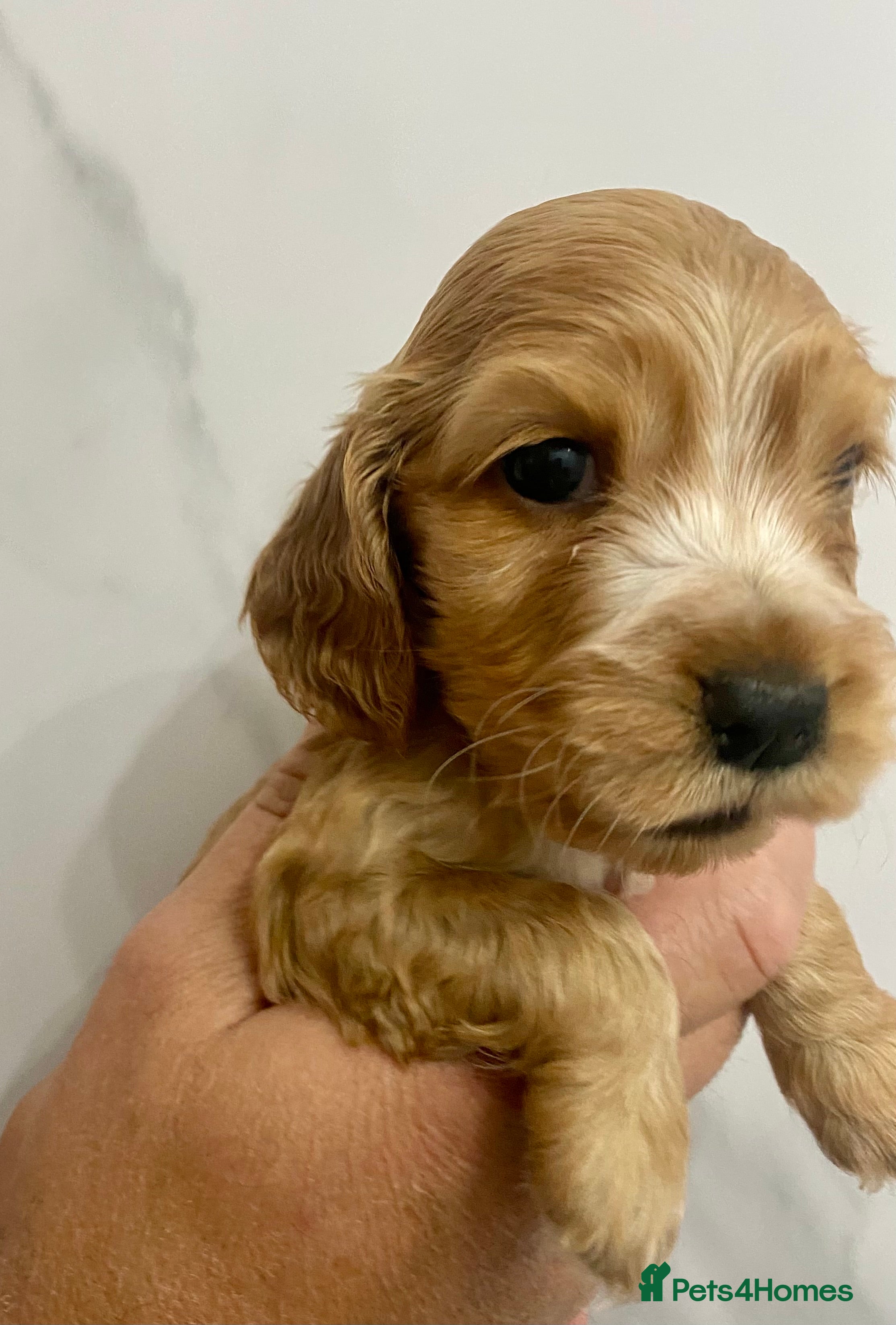 Cocker Spaniel dogs Show cocker spaniels  - Advert 16