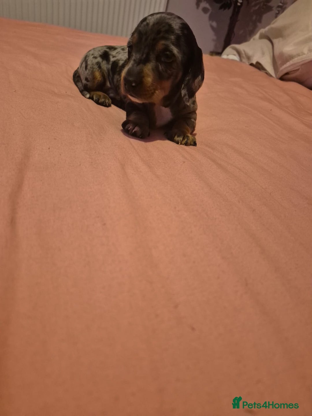 Miniature Dachshund dogs for sale: Miniature dachshund  - Advert 2