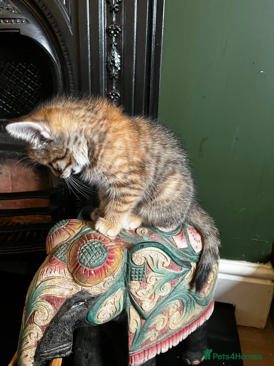 Domestic Shorthair cats for sale: 2 gorgeous tabby girls left - Image 8