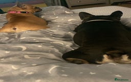 French Bulldog dogs for adoption: ❤️DORIS-LITTLE FRENCHIE GIRL WITH BIG PERSONALITY - Advert 8