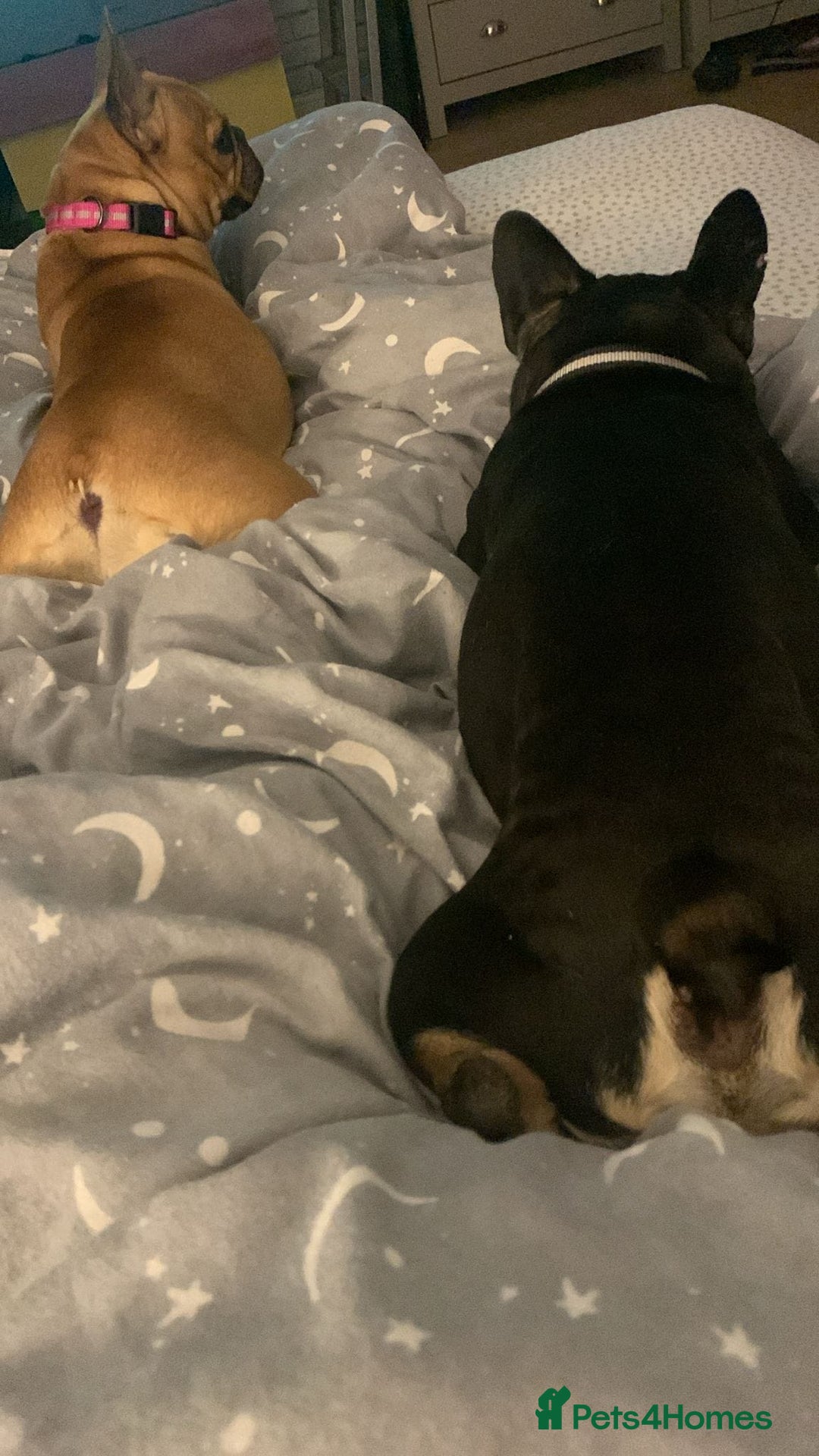 French Bulldog dogs for adoption: ❤️DORIS-LITTLE FRENCHIE GIRL WITH BIG PERSONALITY - Advert 8