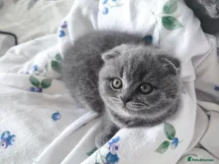 Scottish Fold cats 1 LEFT !Fluffy Top-Quality Scottish Fold ! - Advert 3