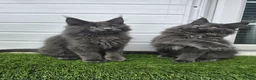 Maine Coon cats for sale: Beautiful gccf pet registered maine coon babies  - Advert 4