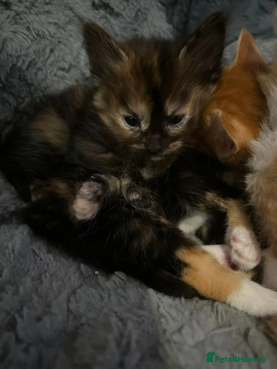 Mixed Breed cats for sale: 2 kittens for sale - Advert 2