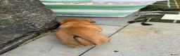 Patterjack dogs for sale: One bast patterjack boy looking for loving home  - Advert 5