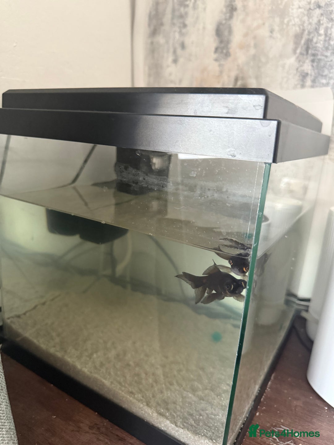 Fancy Goldfish fish for sale: Free Fishes  - Image 4