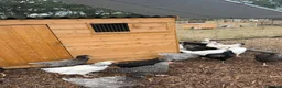 Chickens poultry for sale: hybrid pullets, point of lay - Advert 4