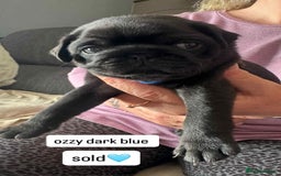 Pug dogs for sale: KCreg pug puppies for sale. - Image 35