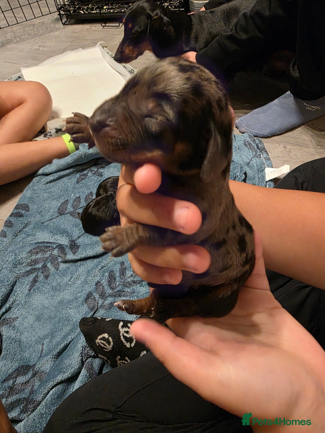 Miniature Dachshund dogs for sale: Miniature Dachshunds  - Advert 8