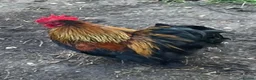 Chickens poultry for sale: Pekin Bantam Cockerel - Advert 2