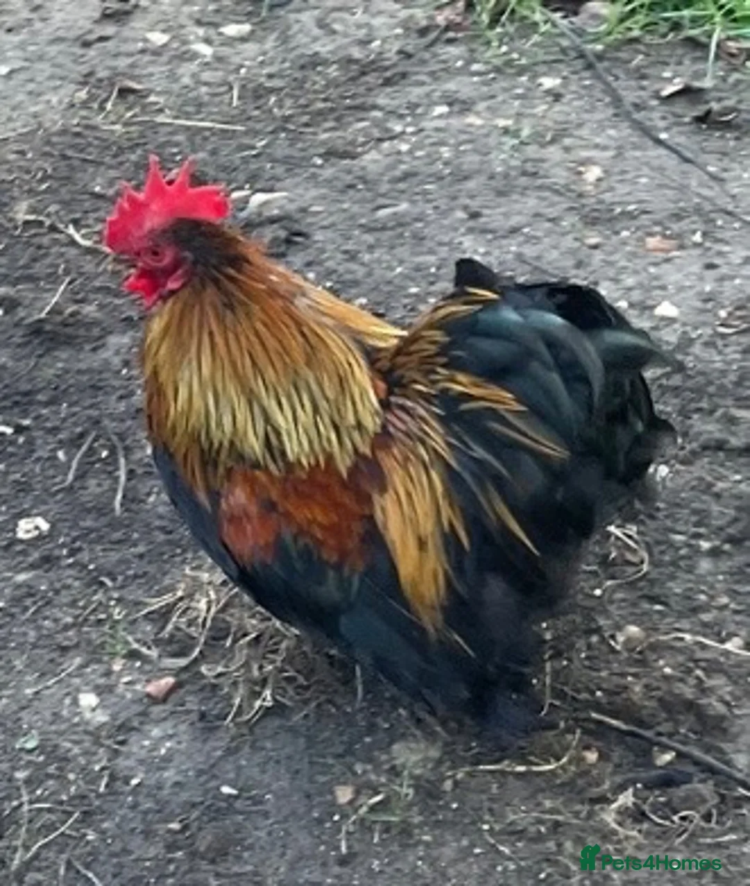 Chickens poultry for sale: Pekin Bantam Cockerel - Advert 2
