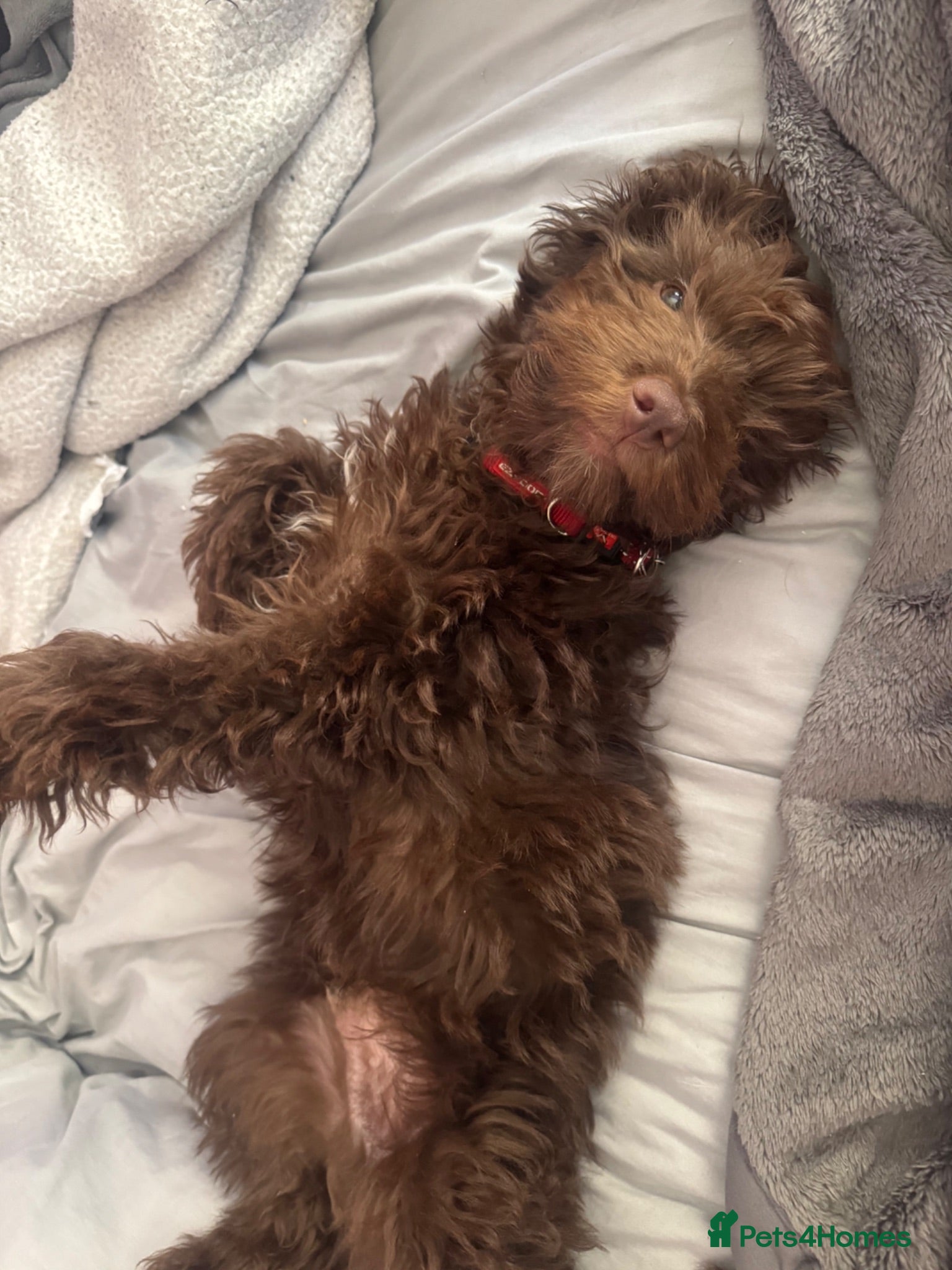 Cockapoo dogs Puppy cockapoo  - Advert 4
