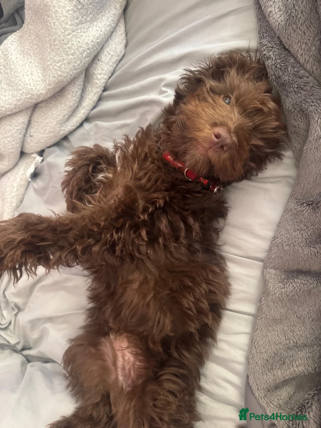 Cockapoo dogs for sale: Puppy cockapoo  - Advert 1