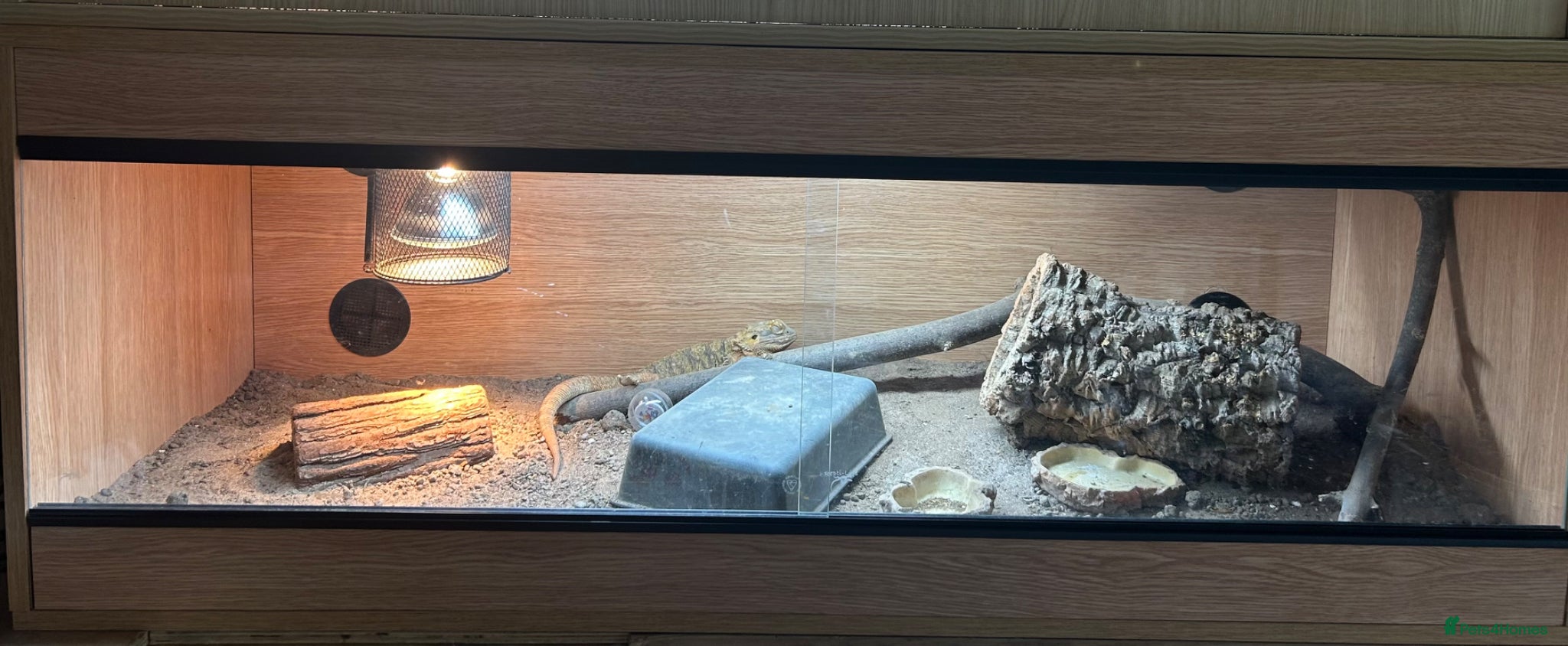 Bearded Dragon reptiles Bearded dragon and full set up  - Advert 6