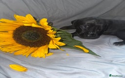 Great Dane dogs for sale: KC Registered Great Dane Puppies. - Image 19