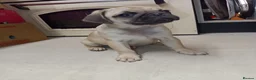 Pug dogs for sale: Pugs  - Advert 4