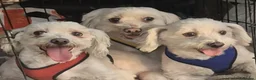 Maltese dogs for sale: Maltese dogs - Advert 1