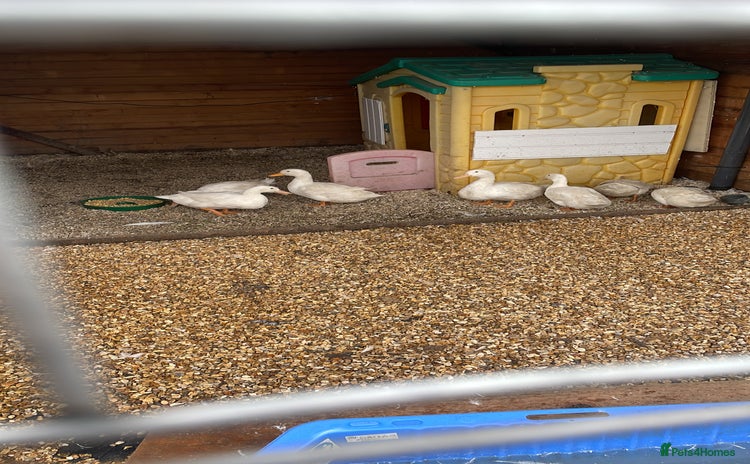 Ducks poultry - Advert 6