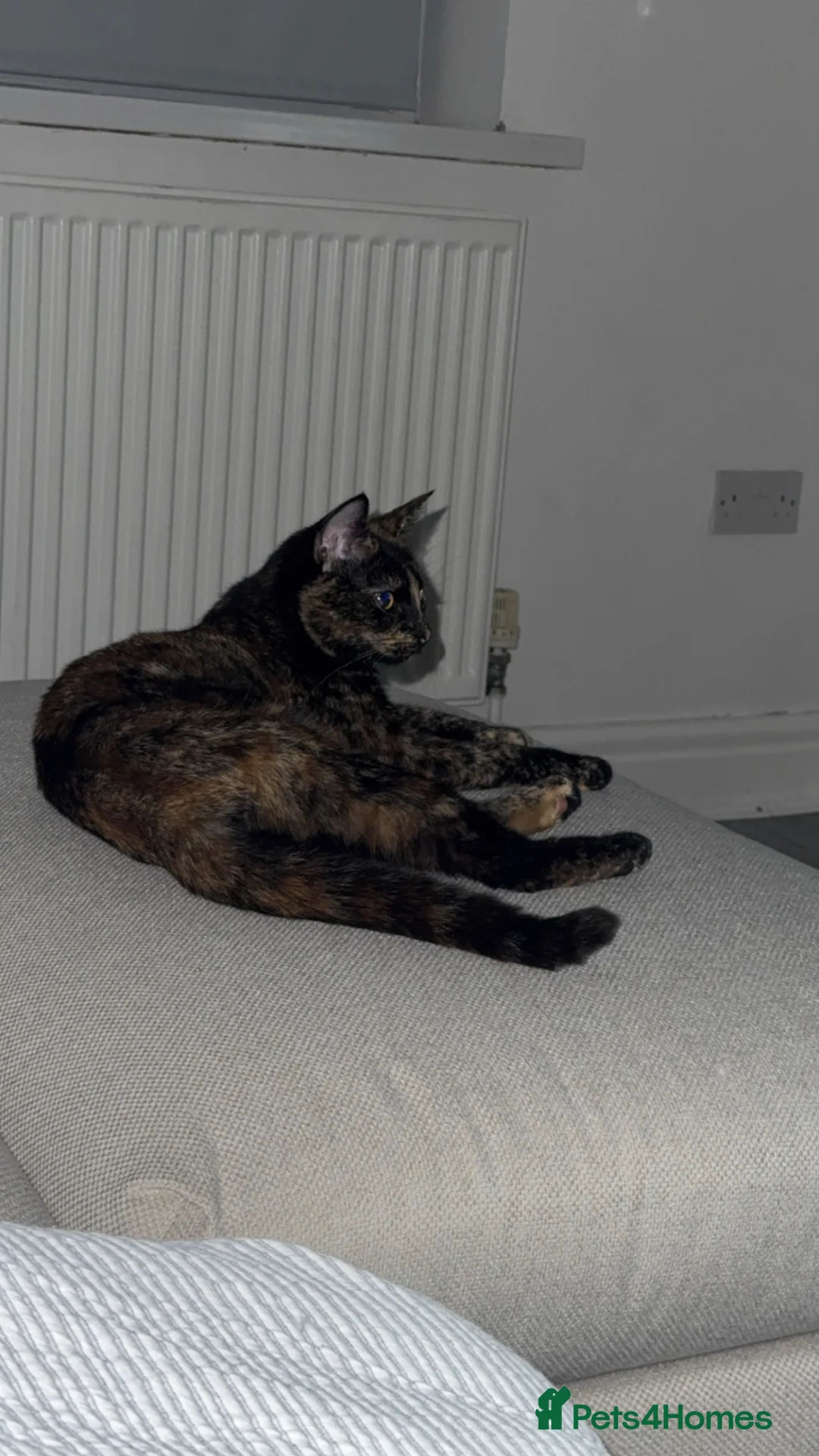 Mixed Breed cats for sale: Biscuit! in Warrington - Advert 5