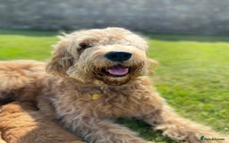 Mixed Breed dogs for sale: Goldador - Advert 12