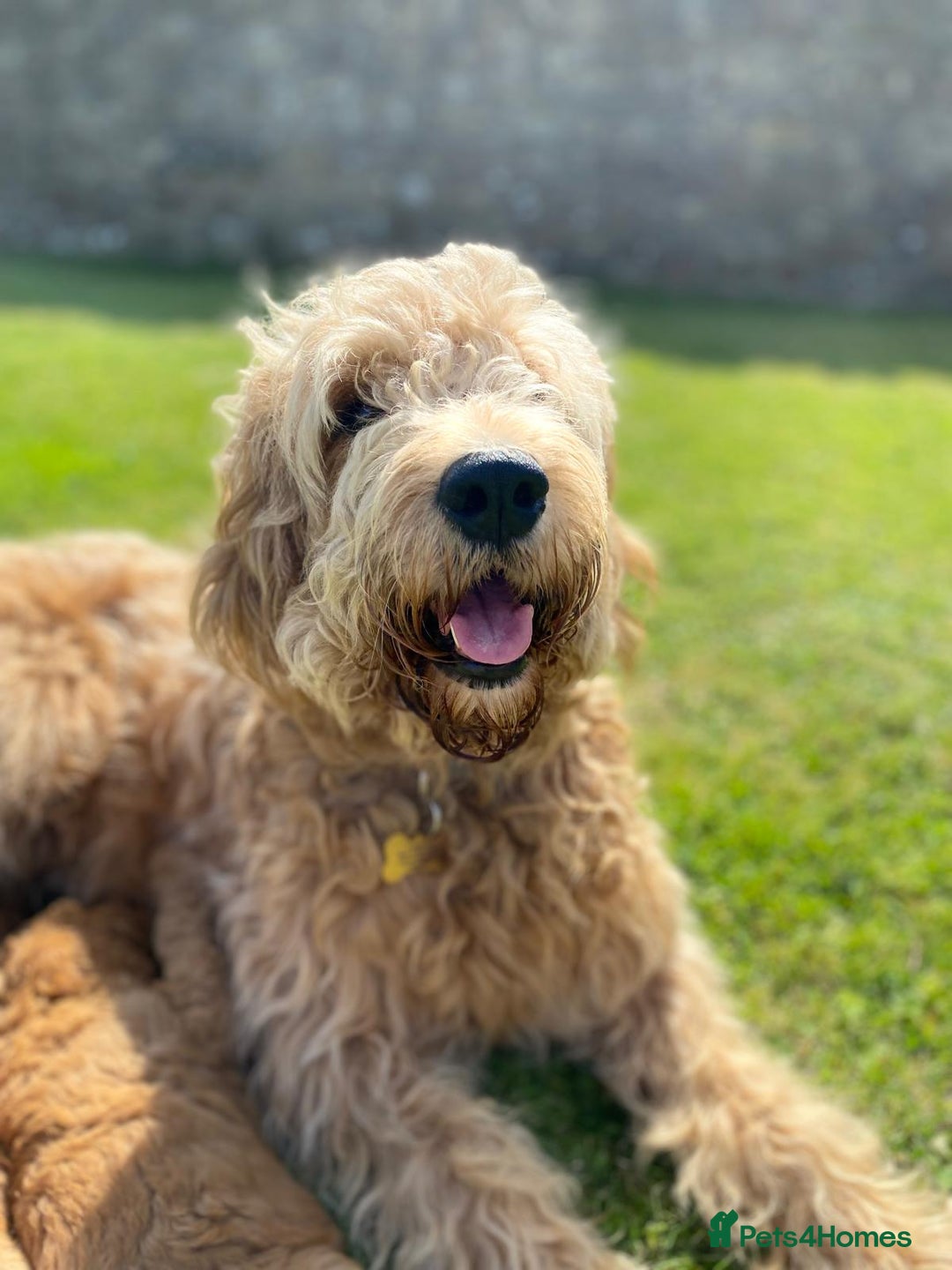 Mixed Breed dogs for sale: Goldador - Advert 12