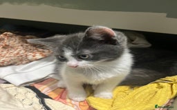 Russian Blue cats for sale: Last little lady  in Waltham Abbey - Image 20