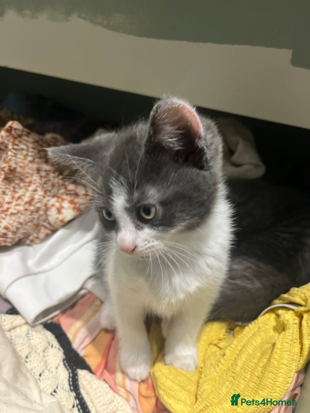 Russian Blue cats for sale: Last little lady  in Waltham Abbey - Image 20