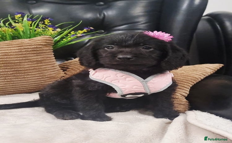 Labradoodle dogs - Advert 2