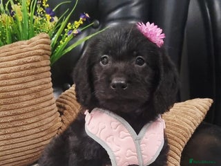 Labradoodle dogs - Advert 1