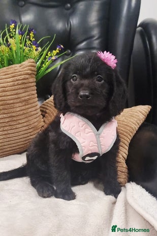 Labradoodle dogs - Advert 2