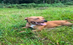 Staffordshire Bull Terrier dogs for sale: 2 red/2 red fawn puppies - Image 11