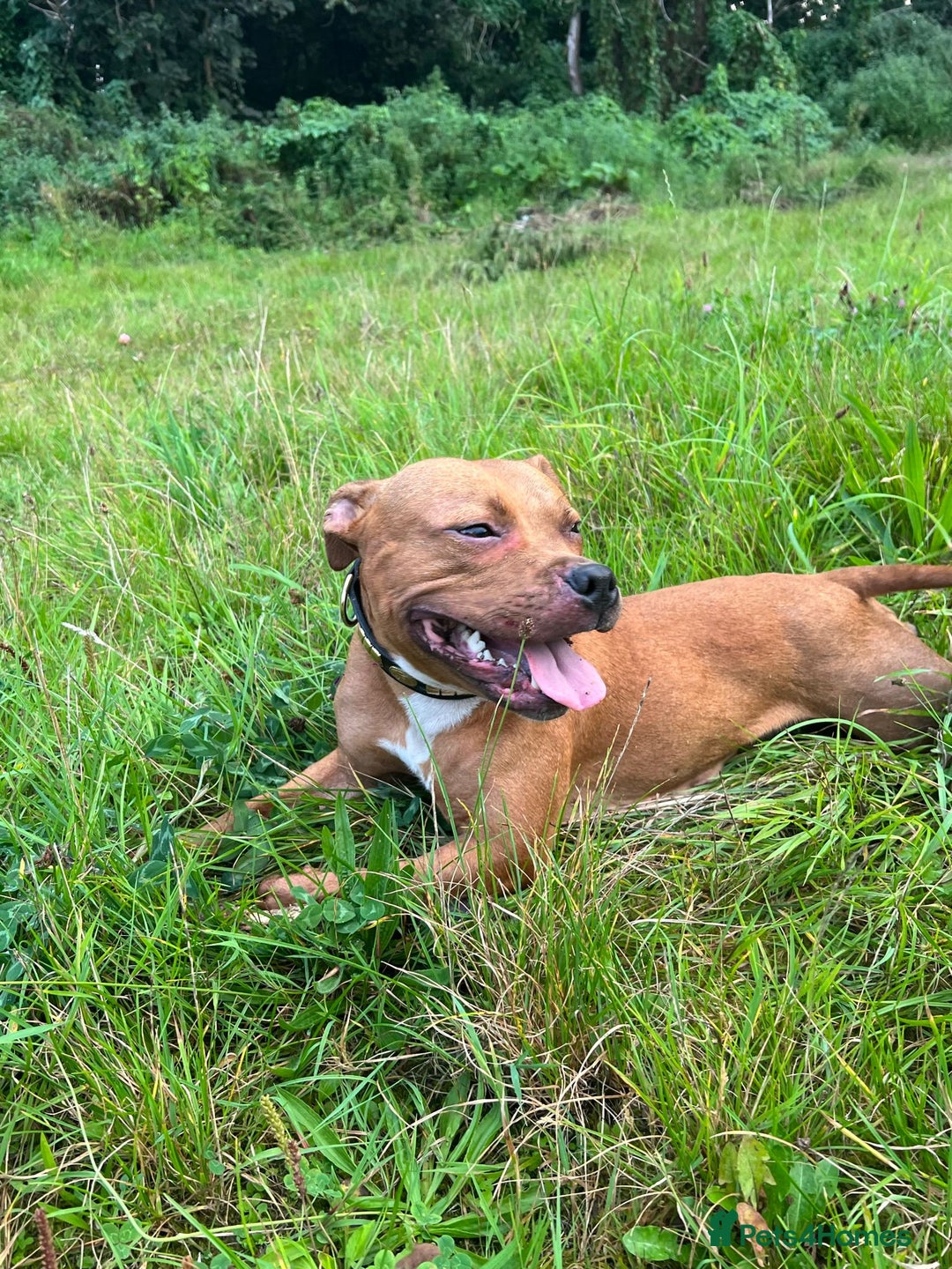 Staffordshire Bull Terrier dogs for sale: 2 red/2 red fawn puppies - Image 11