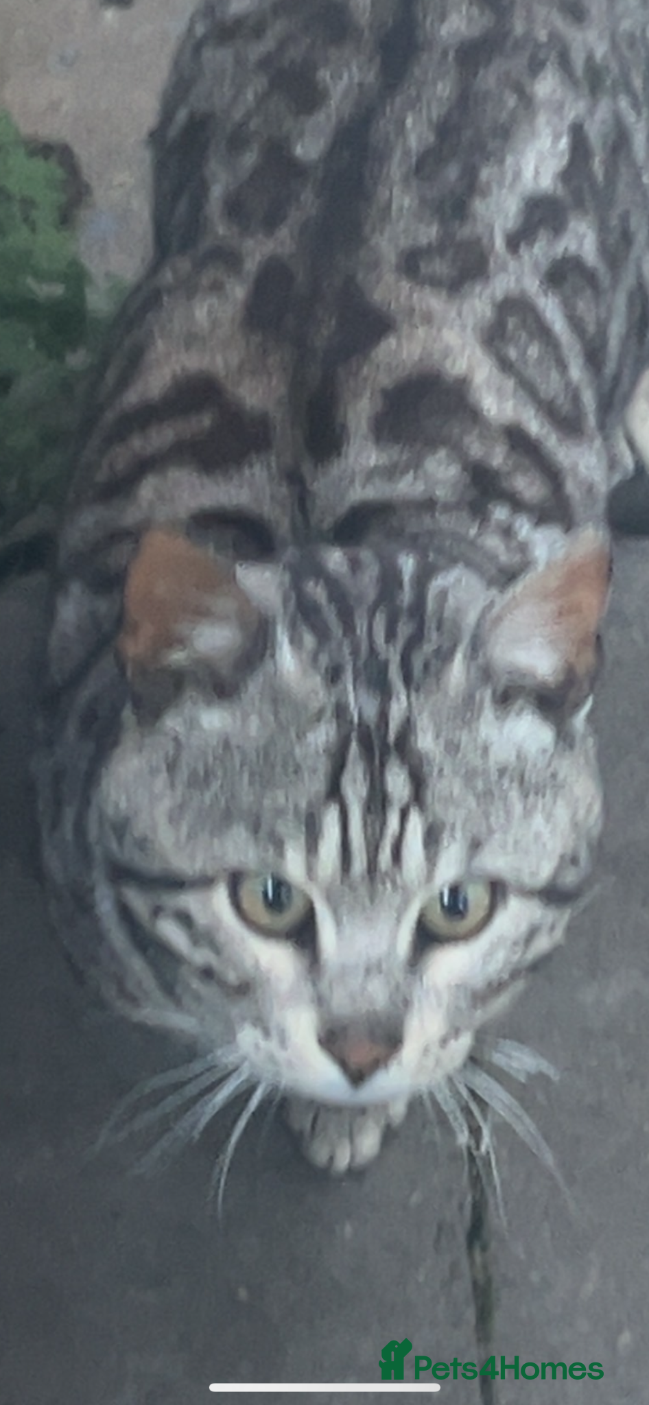 Bengal cats KUMA TICA ACTIVE  SILVER MAJESTIC BENGAL 🐆 - Advert 2