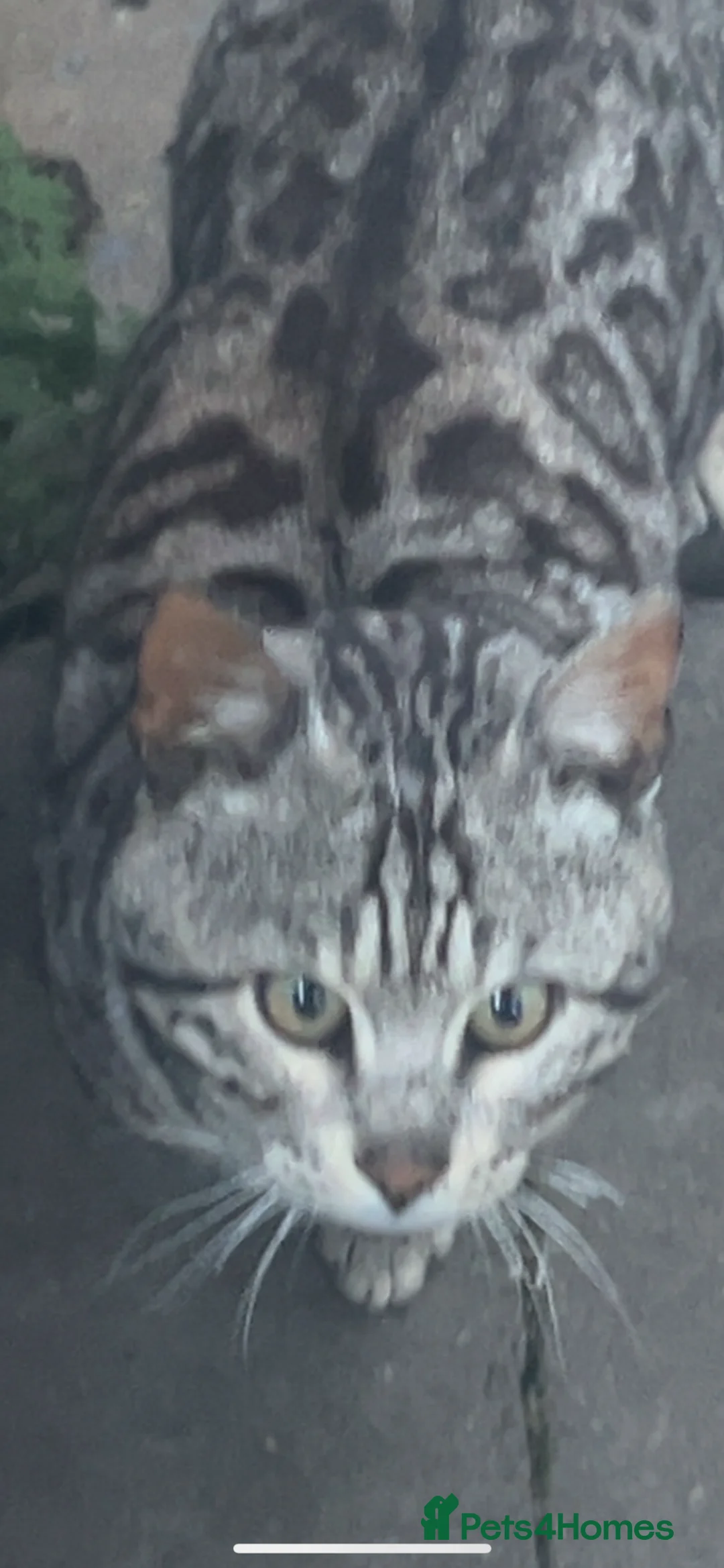 Bengal cats for stud: KUMA TICA ACTIVE  SILVER MAJESTIC BENGAL 🐆 - Advert 2