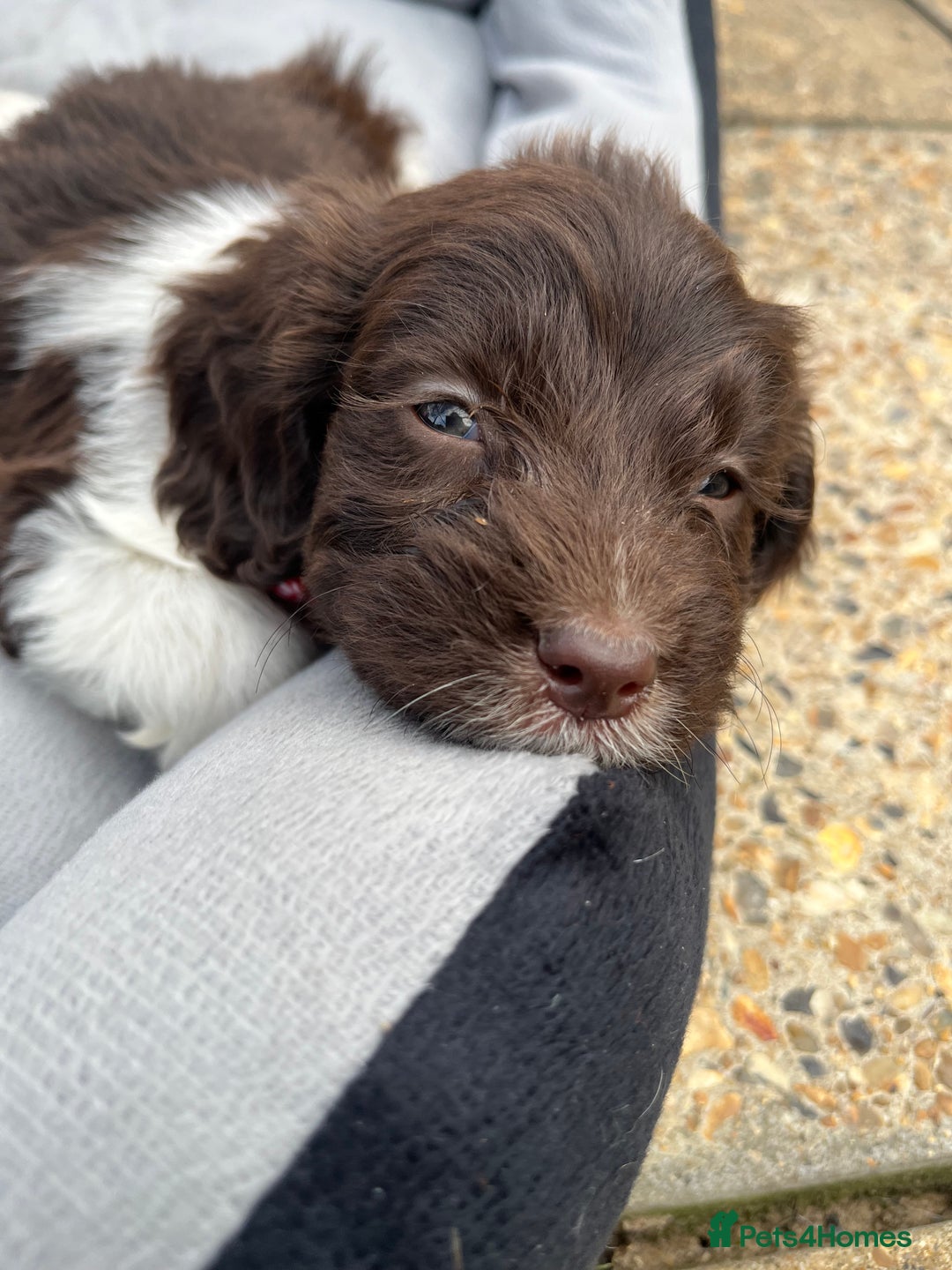 Mixed Breed dogs for sale: Beautiful cockapooXspringer puppies - Image 4