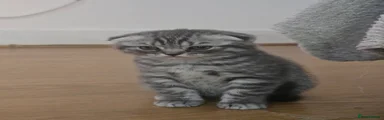 Scottish Fold Kitten 2