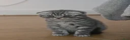 Scottish Fold cats for sale: Beautiful!😍 Scottish Fold/Straight kittens. - Advert 4